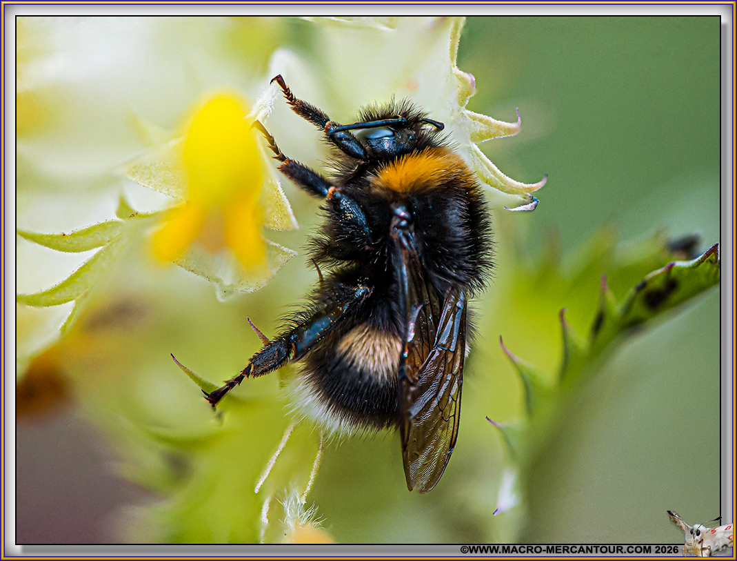 BOURDON